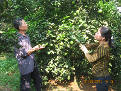 Nhiều hộ gia đình thị trấn Cao Phong đầu tư trồng cam phát triển kinh tế gia đình